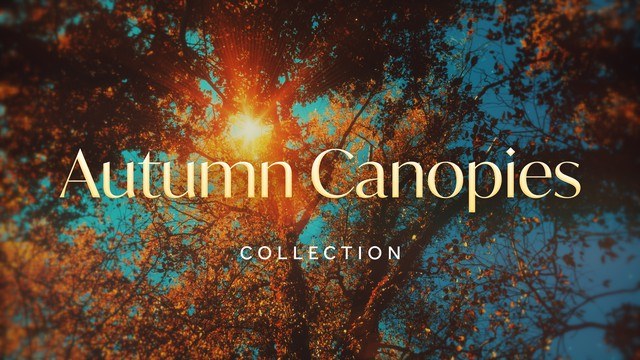 Autumn Canopies Collection