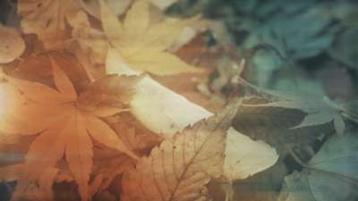 Fallen Leaves 01