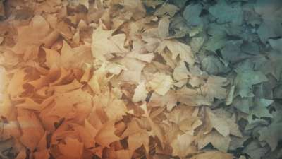 Fallen Leaves 06