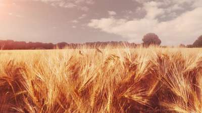 Golden Hour Wheat