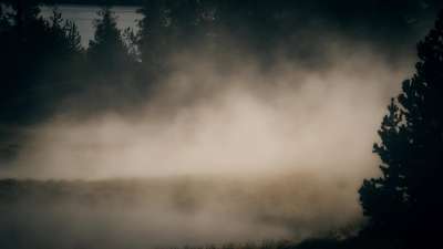 Misty Lent Forest