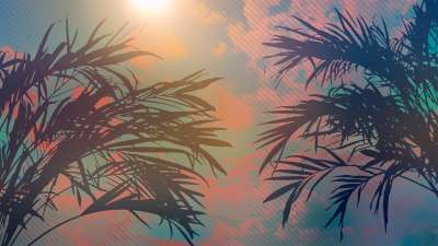 Sun Palms 11