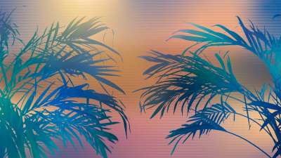 Sun Palms 14