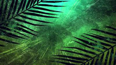 Vivid Palm Sunday 11