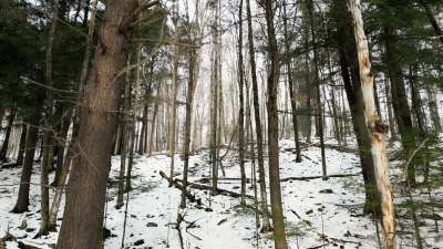 Winter Woods 06