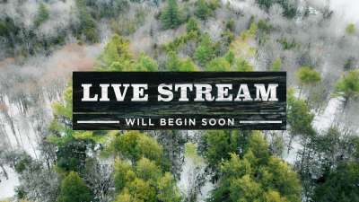 Winter Woods Livestream