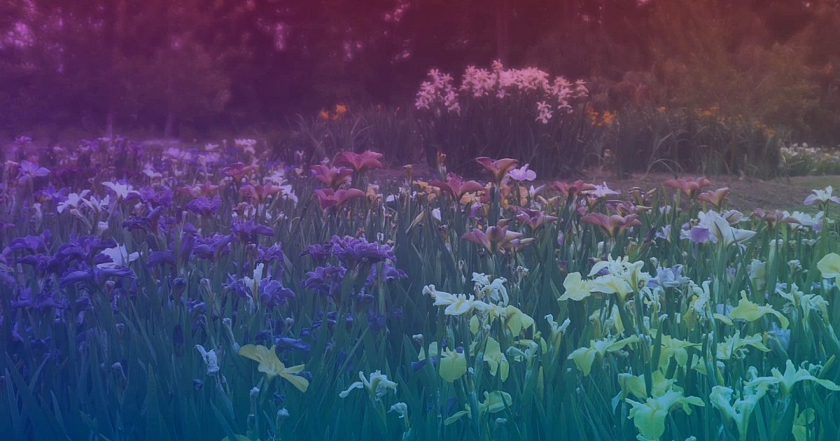 Wildflower 7 Motion Video Background