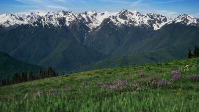 Mountain Pines Flower Field