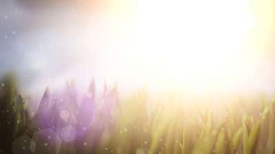 Summer Sun Grass