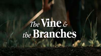 The Vine And The Branches